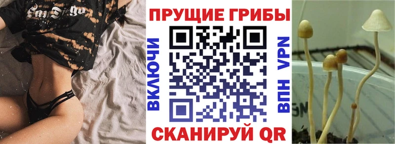Купить закладки  Карабаново  Псилоцибиновые грибы мицелий 